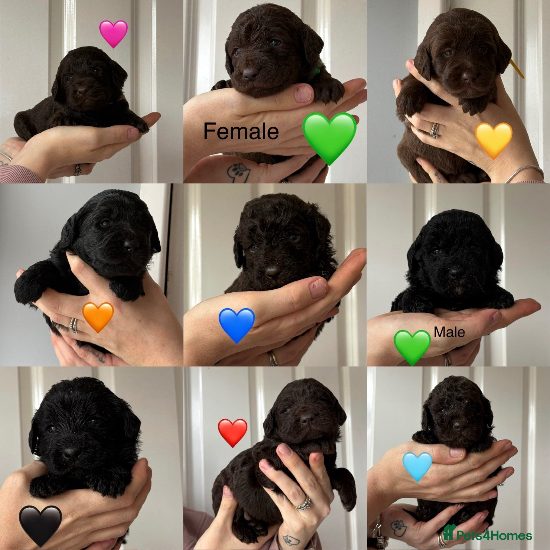 Labradoodle dogs Outstanding Litter Of 9 F1B Labradoodles 🐶 - Advert 1