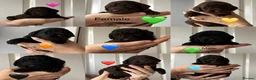 Labradoodle dogs for sale: Outstanding Litter Of 9 F1B Labradoodles 🐶 - Advert 1