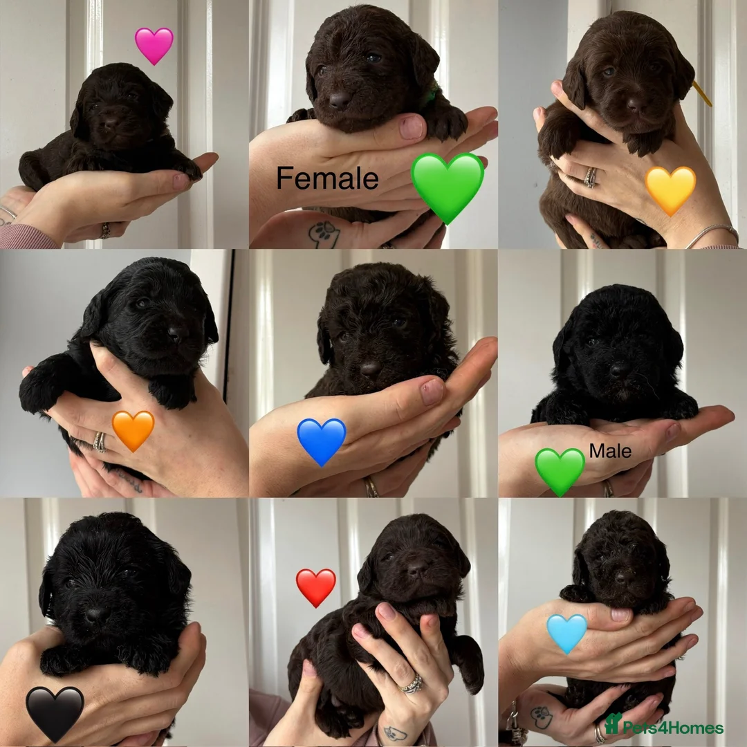 Labradoodle dogs for sale: Outstanding Litter Of 9 F1B Labradoodles 🐶 - Advert 1