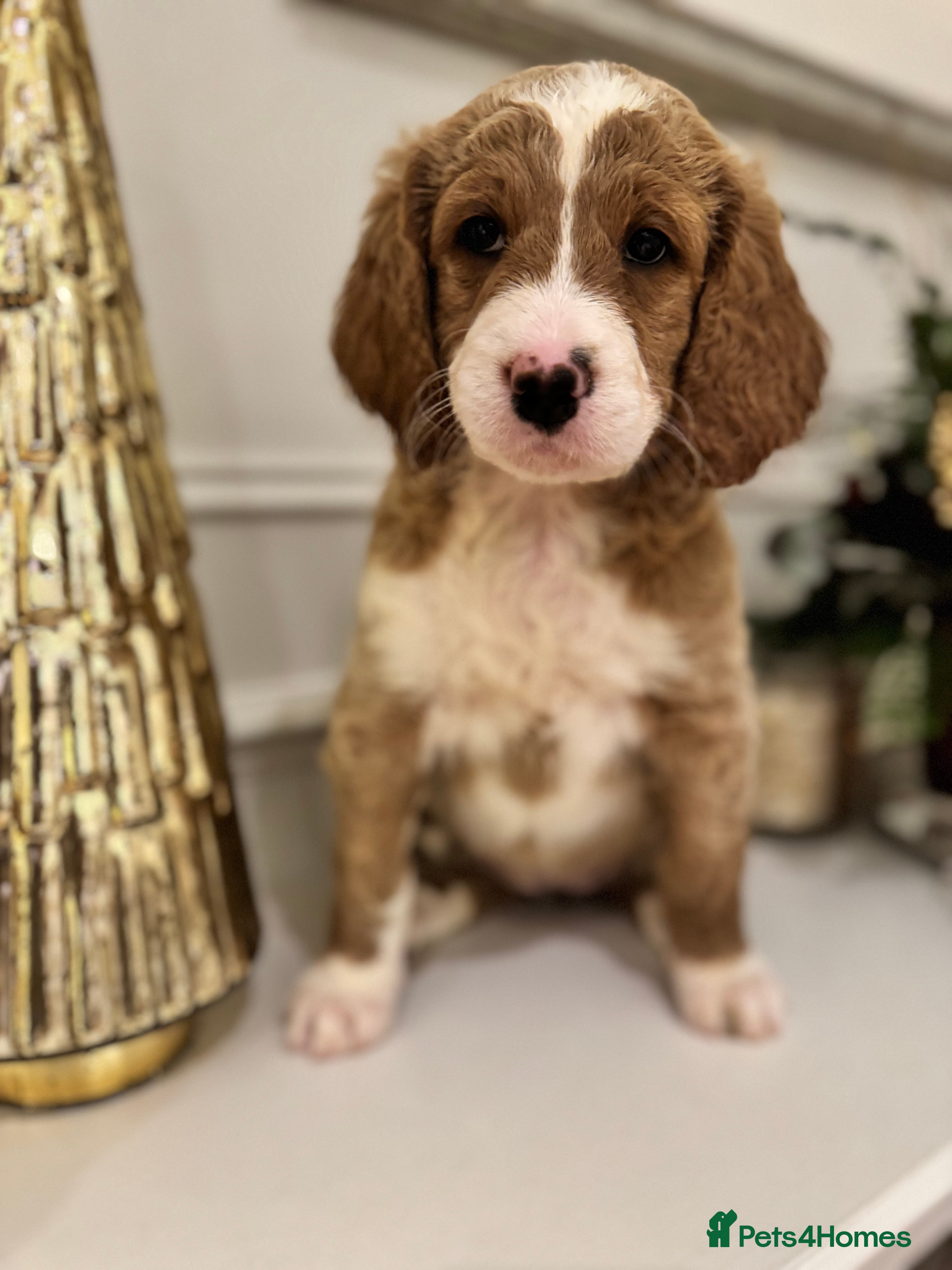 Mixed Breed dogs Golden Bernedoodles 🐶 - Advert 14