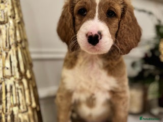 Mixed Breed dogs Golden Bernedoodles 🐶 - Advert 14