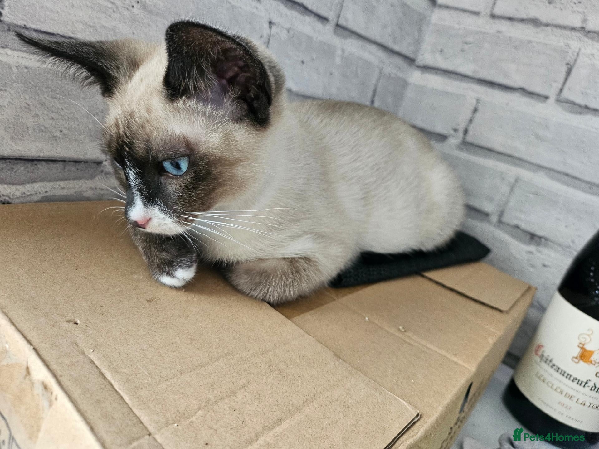 Snowshoe cats for sale: Rare pedigree snowshoe kittens - Advert 1