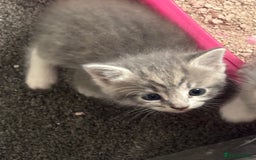 Mixed Breed cats for sale: Beautiful grey kittens - Image 9