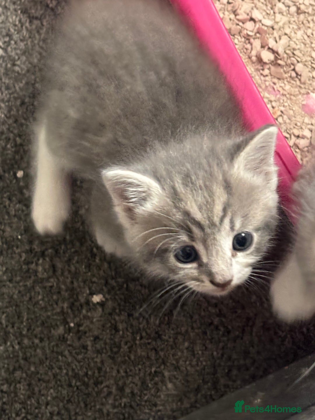 Mixed Breed cats for sale: Beautiful grey kittens - Image 9