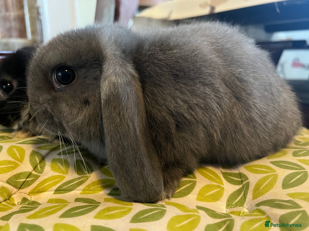Mini Lop rabbits for sale: Two Mini Lop with Plush Baby Boys - Image 9