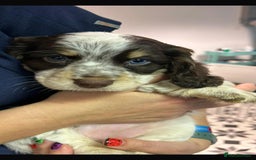 Cocker Spaniel dogs for sale: One tri colour girl looking for forever home - Image 1