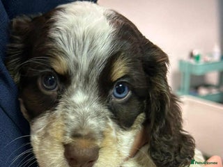 Cocker Spaniel dogs for sale - Advert 1