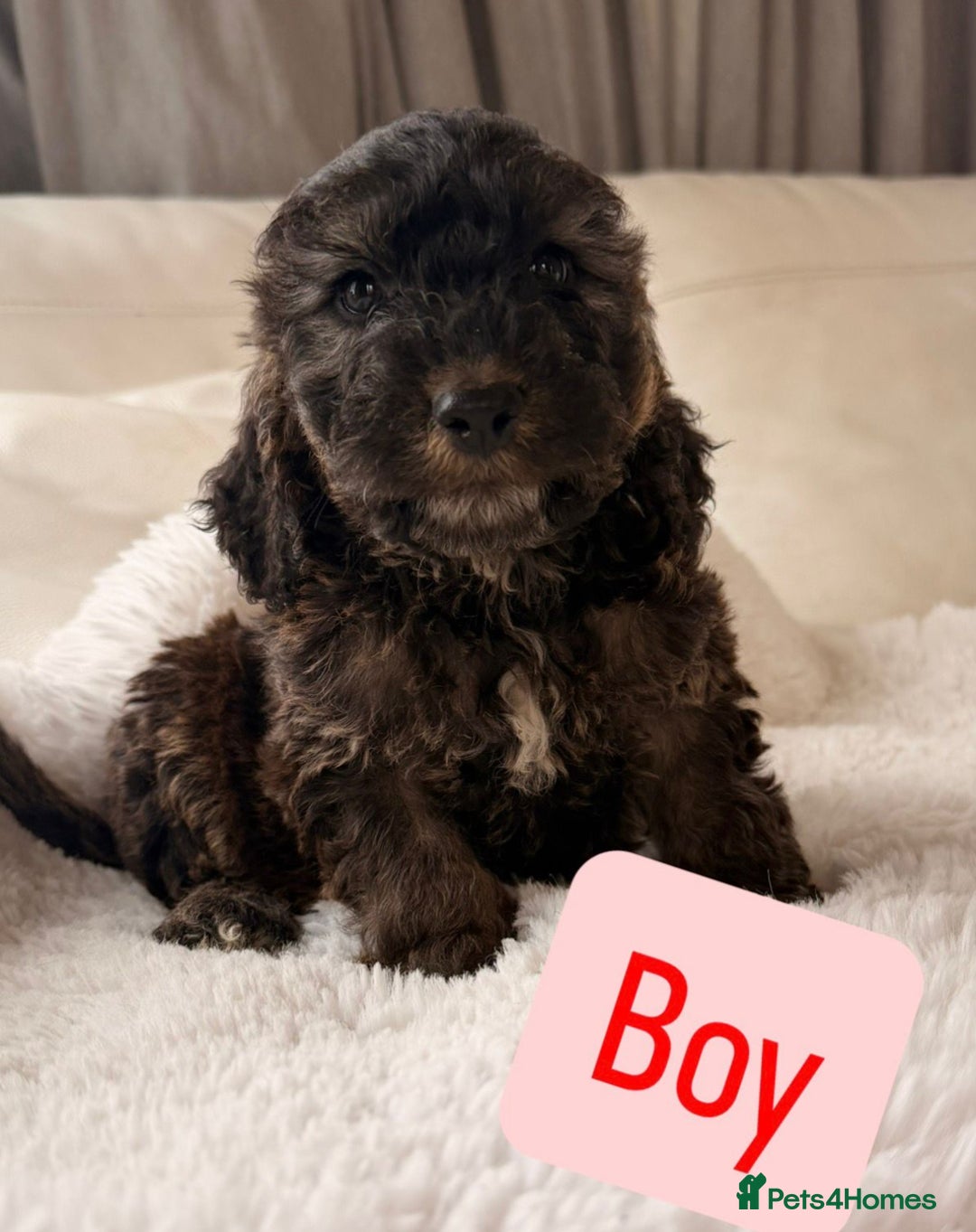 Cockapoo dogs for sale: Gorgeous F1 Cockapoo’s  - Advert 11