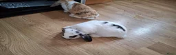 Mini Lop rabbits for sale: 2 month old female bunnied - Advert 3