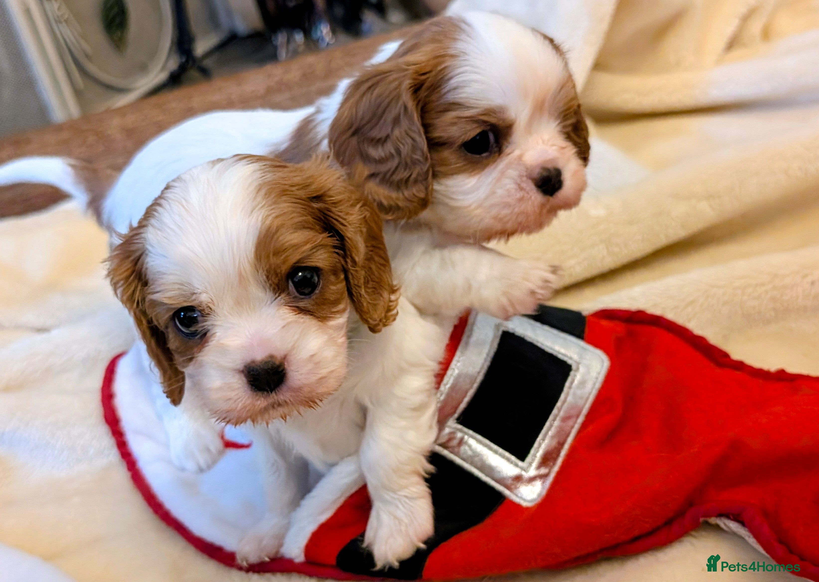 Cavalier King Charles Spaniel dogs Exquisite Puppies KC reg Cavalier King Charles - Advert 9