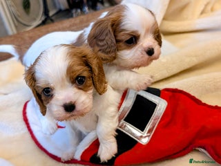 Cavalier King Charles Spaniel dogs Exquisite Puppies KC reg Cavalier King Charles - Advert 5