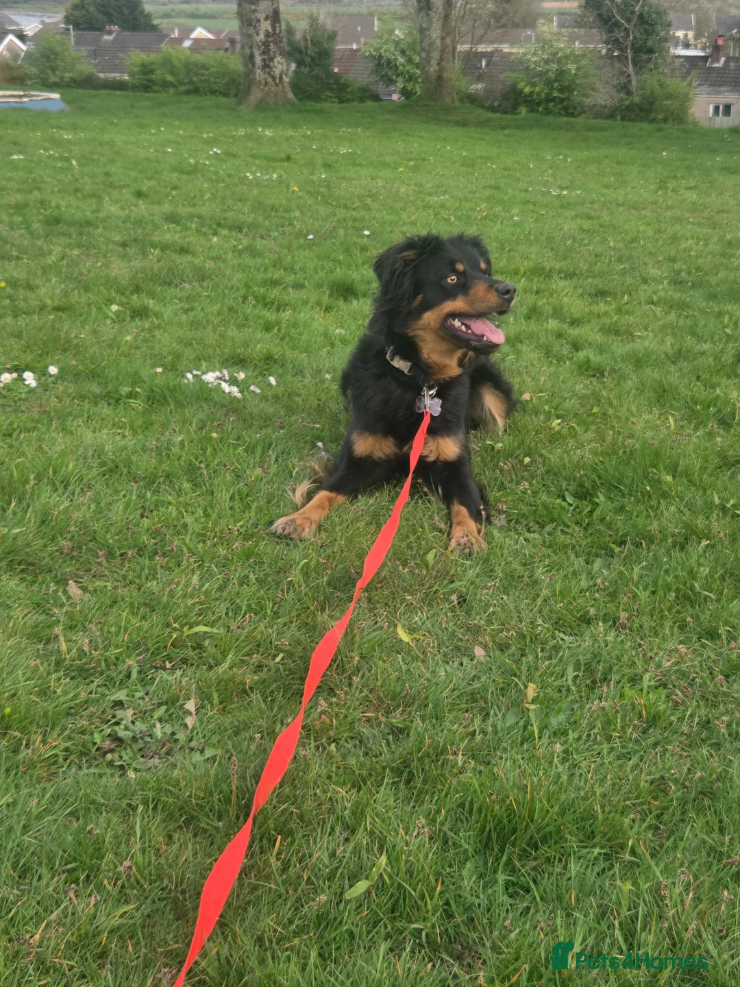Mixed Breed dogs for sale: Collie x hunterway called Millie - Advert 1