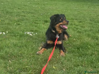 Mixed Breed dogs Collie x hunterway called Millie - Advert 1