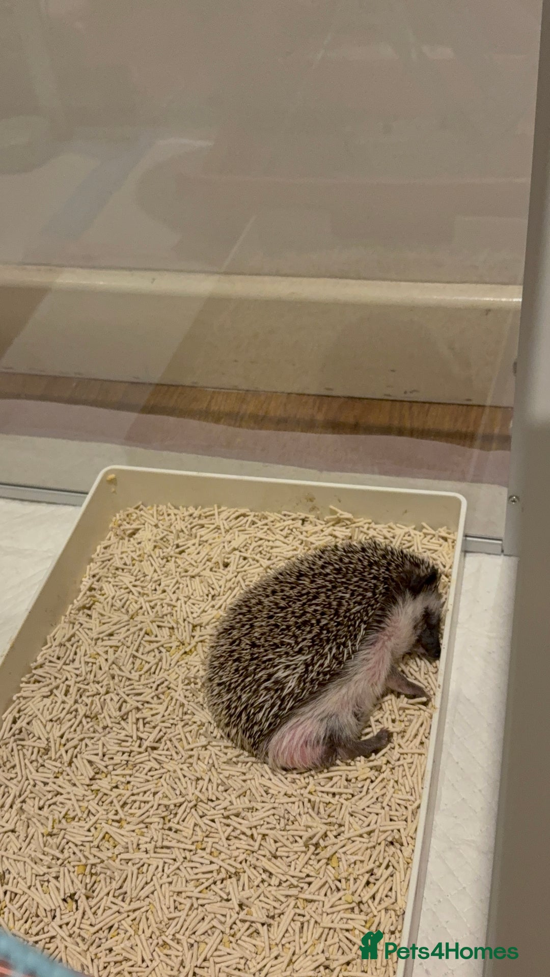 Pygmy Hedgehog rodents for sale: Male Black African Pygmy Hedgehog - Advert 5