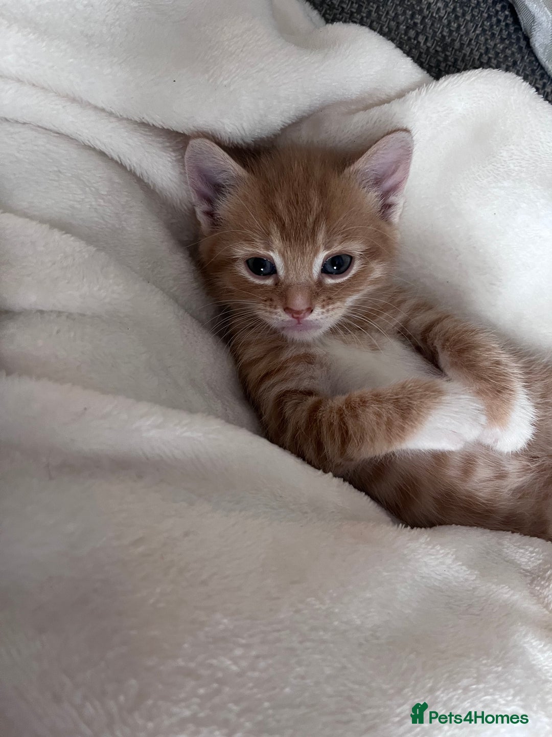 British Shorthair cats for sale: Beautiful little babies 💛 - Image 3