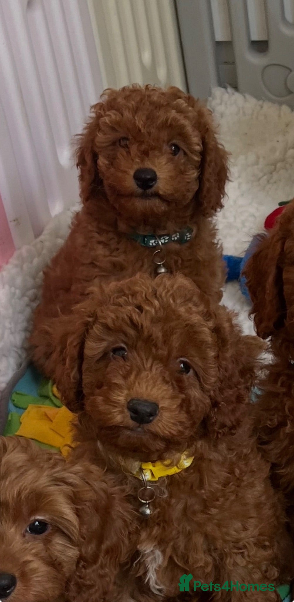 Cavapoo dogs Outstanding quality, F1b super dark red Cavapoo’s  - Advert 2