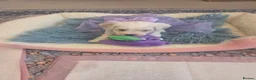 Bichon Frise dogs for sale: Cute puppies 🩷🩷💙💙 - Advert 19