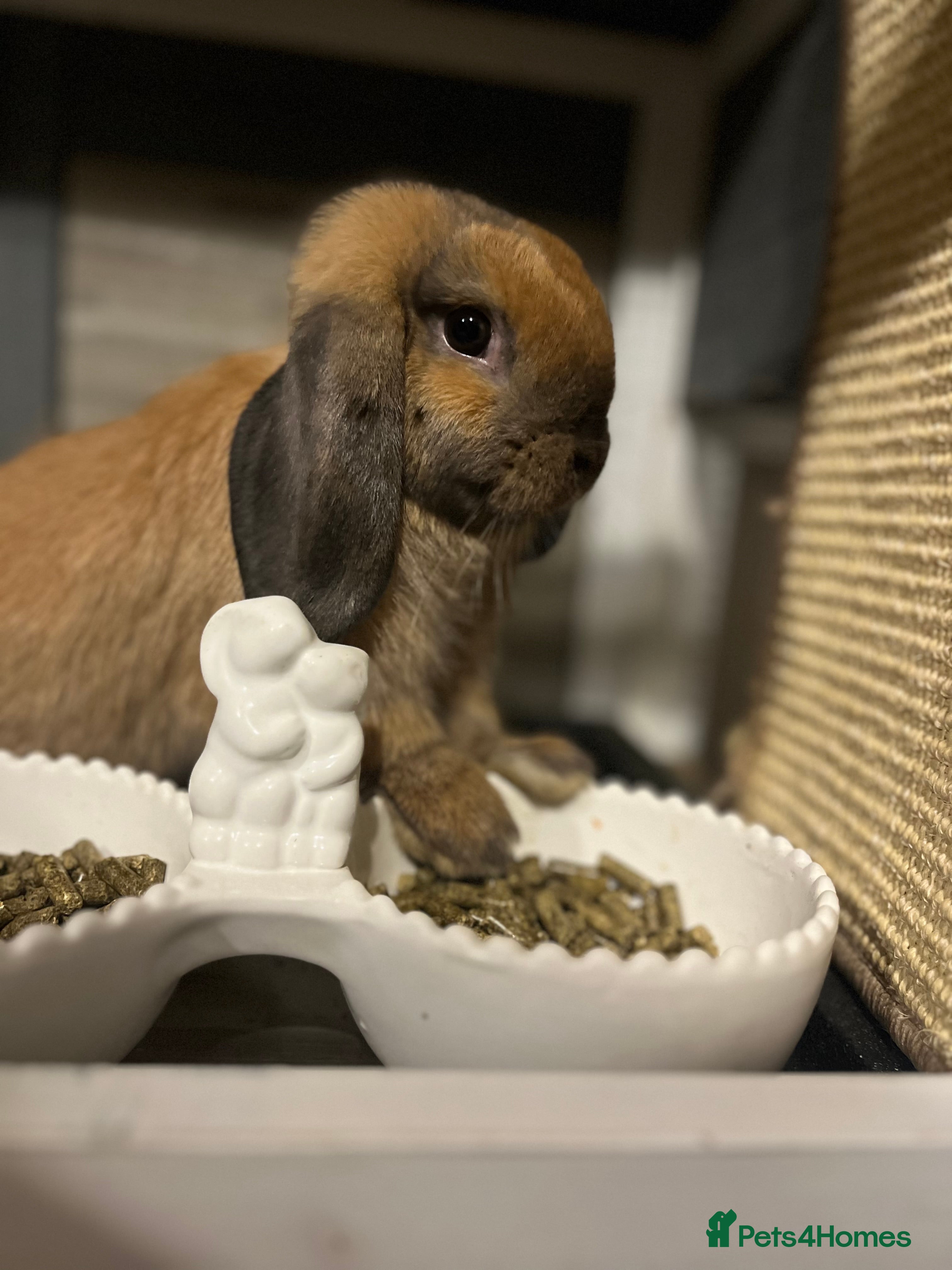Mini Lop rabbits 🐰pure bred Miniature Lop 🐰 - Advert 2
