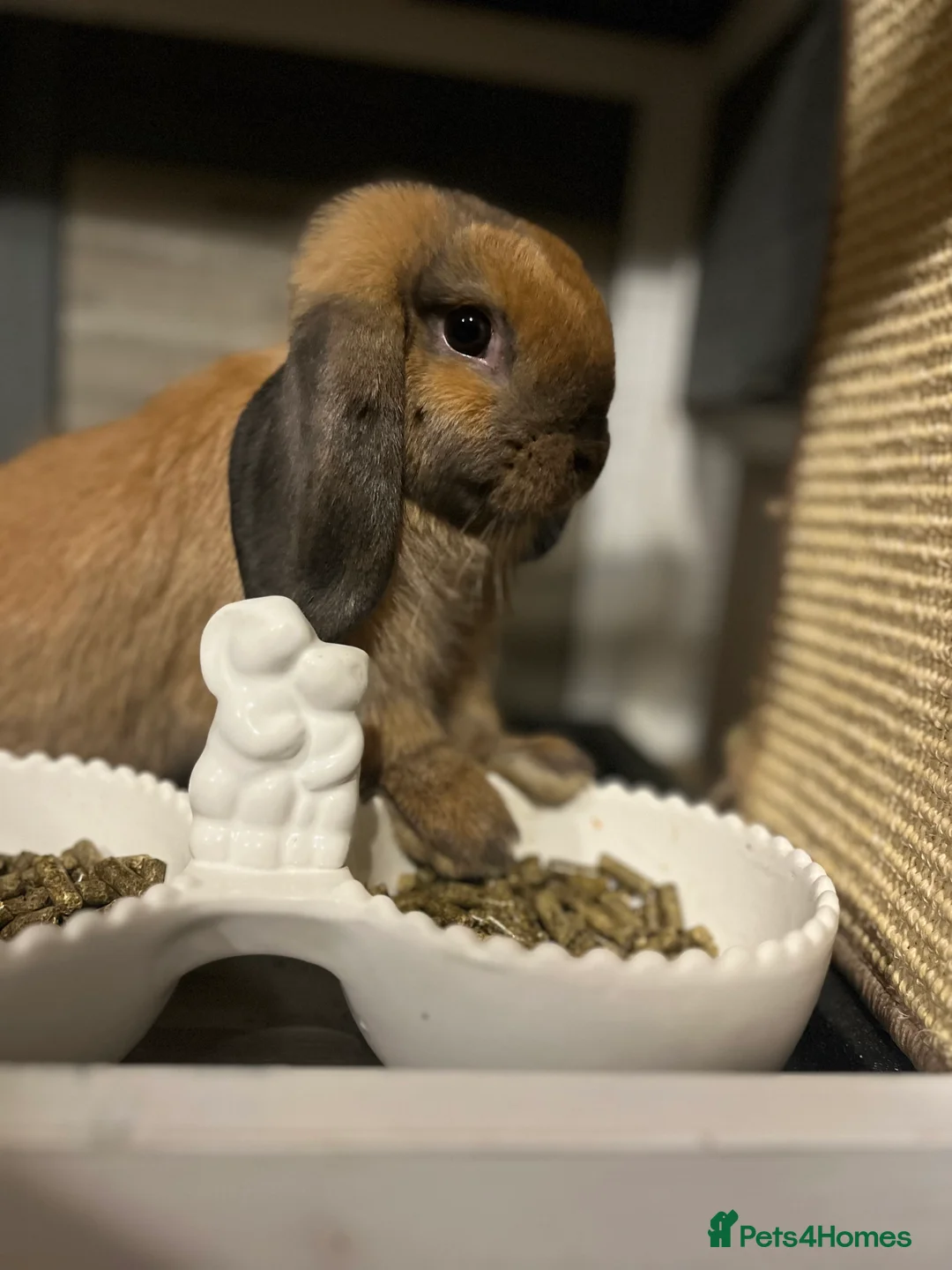 Mini Lop rabbits for sale: 🐰pure bred Miniature Lop 🐰 - Advert 1