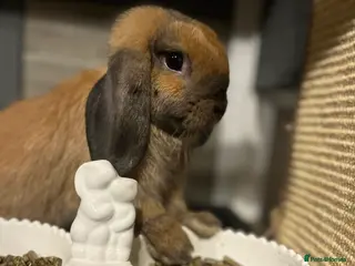 Mini Lop rabbits 🐰pure bred Miniature Lop 🐰 - Advert 2