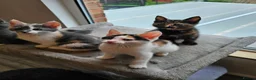Mixed Breed cats for sale:  mix breed 3 girls  - Advert 3
