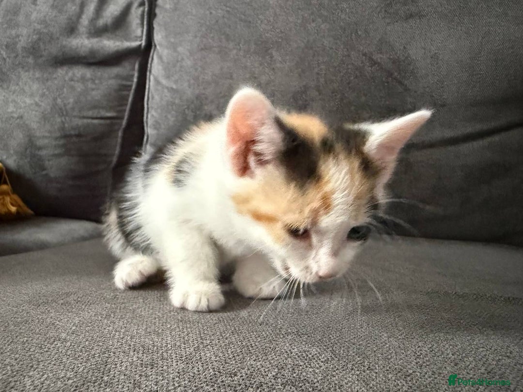 American Shorthair cats for sale: Smart stunning mixed colour kittens  - Image 9