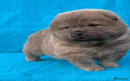 Chow Chow dogs for sale: KC Reg Chow Chow Puppies  - Image 12