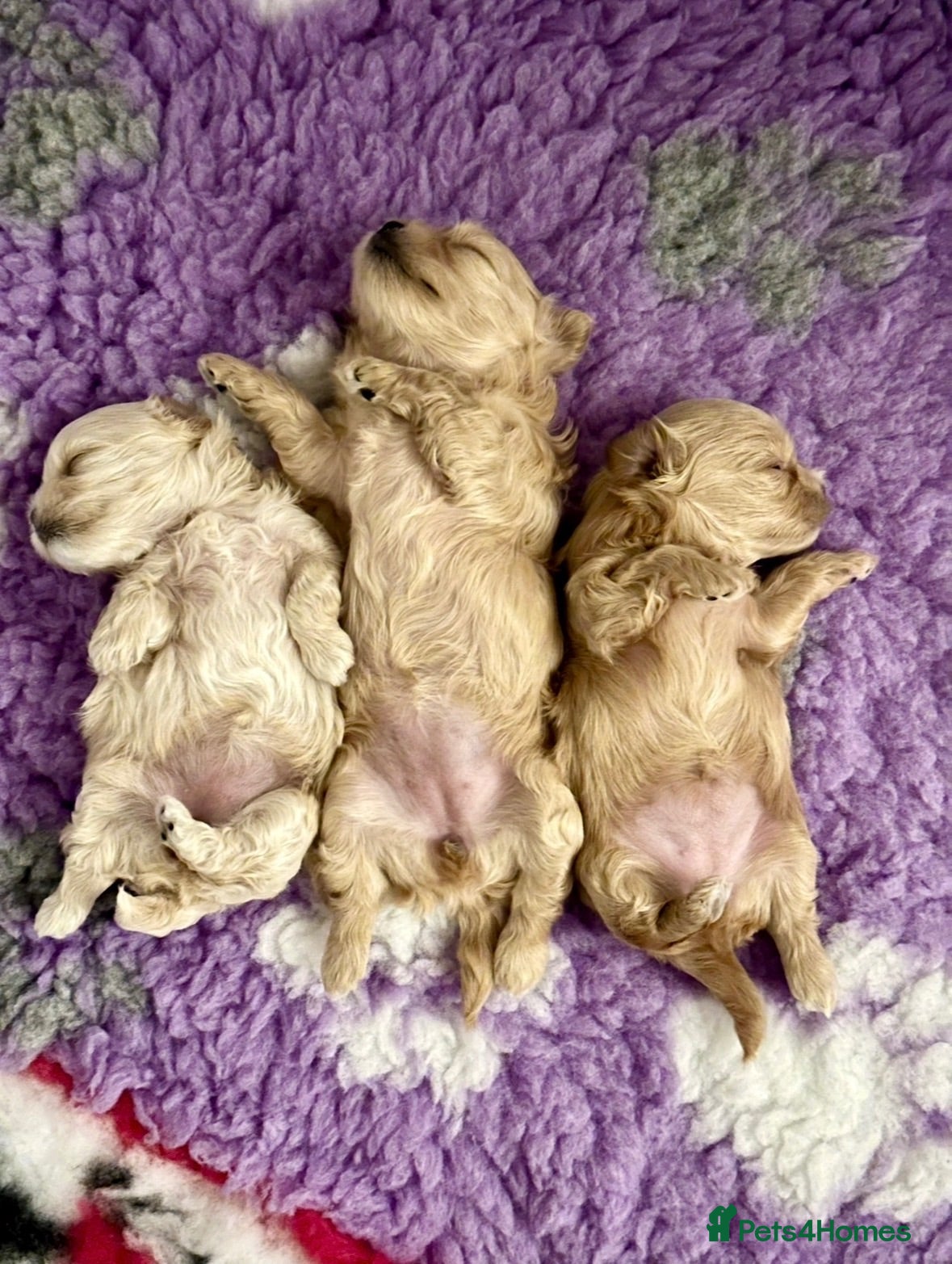 Maltipoo dogs Luxury Asian Maltipoo Girls 🩷  - Advert 1