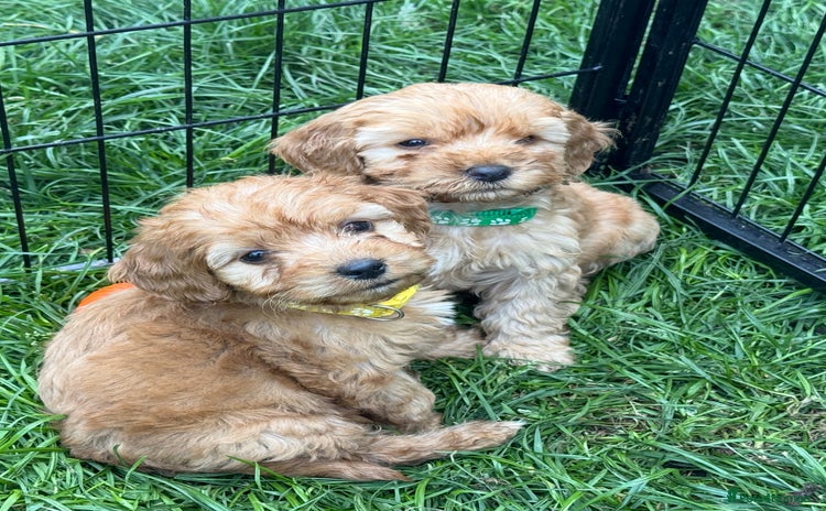 Cockapoo dogs - Advert 5