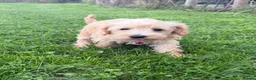 Schnoodle dogs for sale: Toy/Mini Schnoodle Puppies (Schnauzer x Poodle) - Advert 12