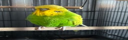 Budgerigars birds for sale: Two Male Budgies – Free (With Cages & Carrier) - Advert 2