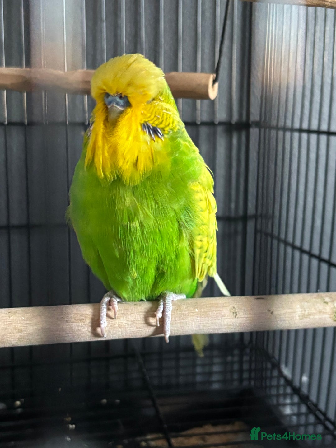 Budgerigars birds for sale: Two Male Budgies – Free (With Cages & Carrier) - Advert 2