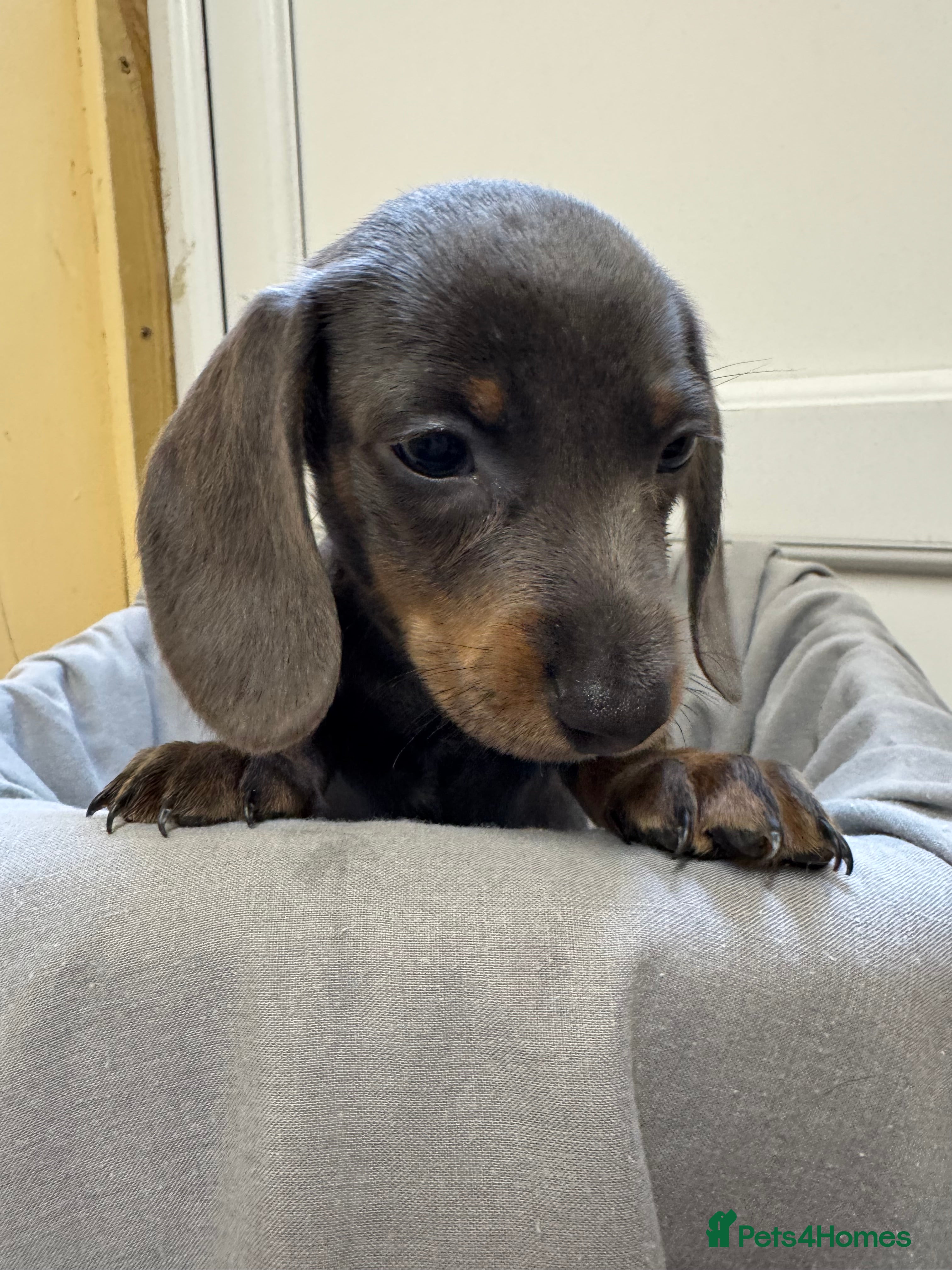 Dachshund dogs LILAC AND TAN BOY DACHSHUND PUPPY  - Advert 1