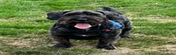 Jackapoo dogs for sale: Teddy in Woking - Advert 4