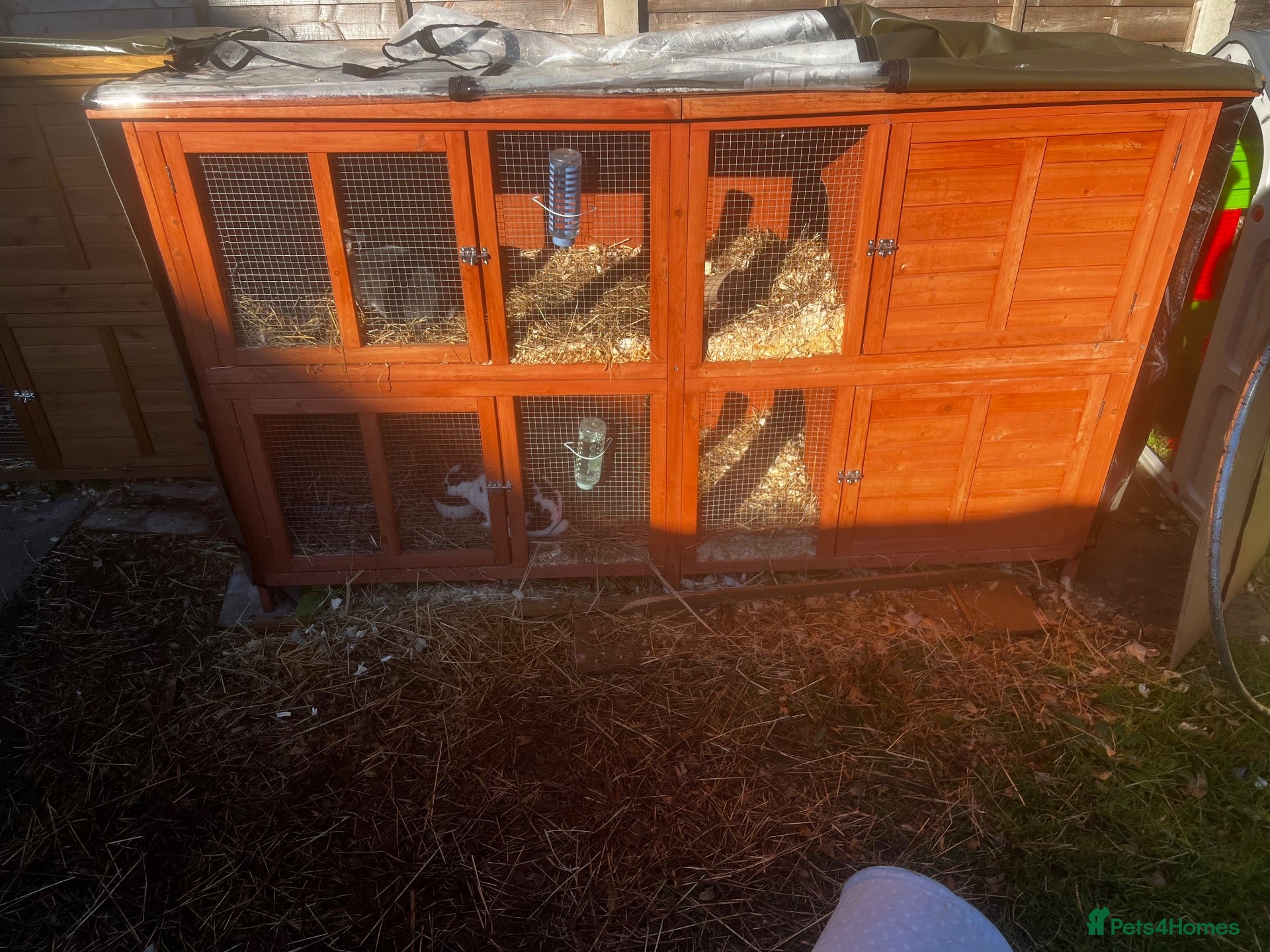 Rex rabbits Rex rabbits and hutches.  - Advert 1