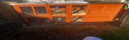 Rex rabbits for sale: Rex rabbits and hutches.  in Birmingham - Advert 1