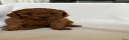 Cockapoo dogs for sale: Beautiful All Fox Red F1BB Cockapoo Puppies  - Advert 14