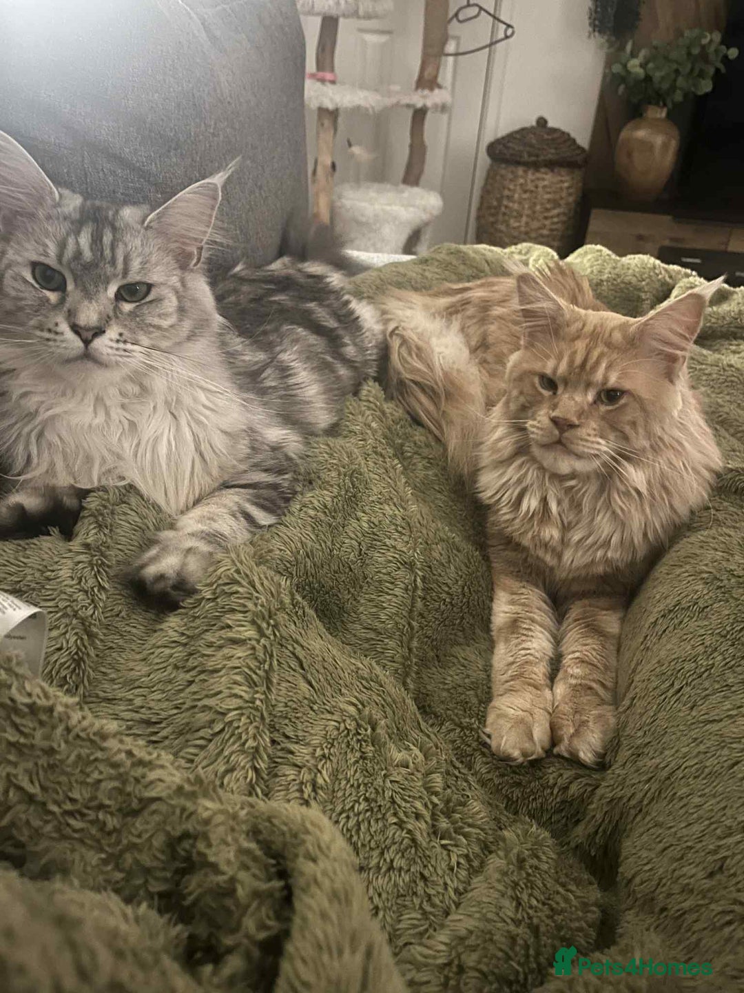 Maine Coon cats for sale: Pure Maine Coon Kittens - Advert 2