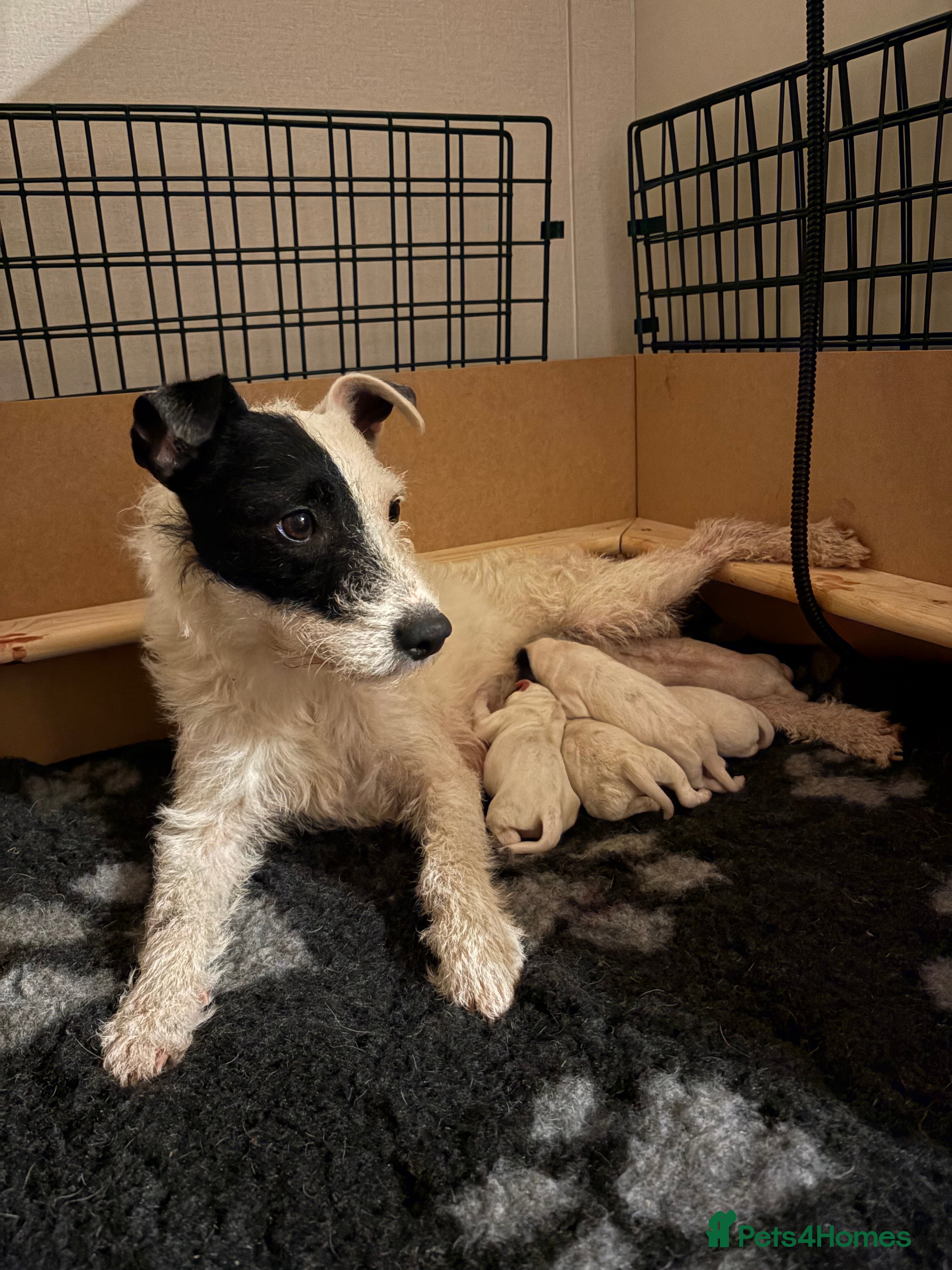 Parson Russell dogs Gorgeous Litter of Parson Terrier puppies  - Advert 1