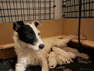 Parson Russell dogs Gorgeous Litter of Parson Terrier puppies - Advert 1