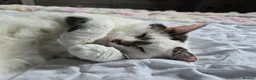Domestic Shorthair cats for sale: Bonded brother & sister looking for a loving home - Advert 22