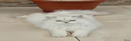 British Longhair cats for sale: Stunning British Longhair Kittens – Champion  - Advert 12
