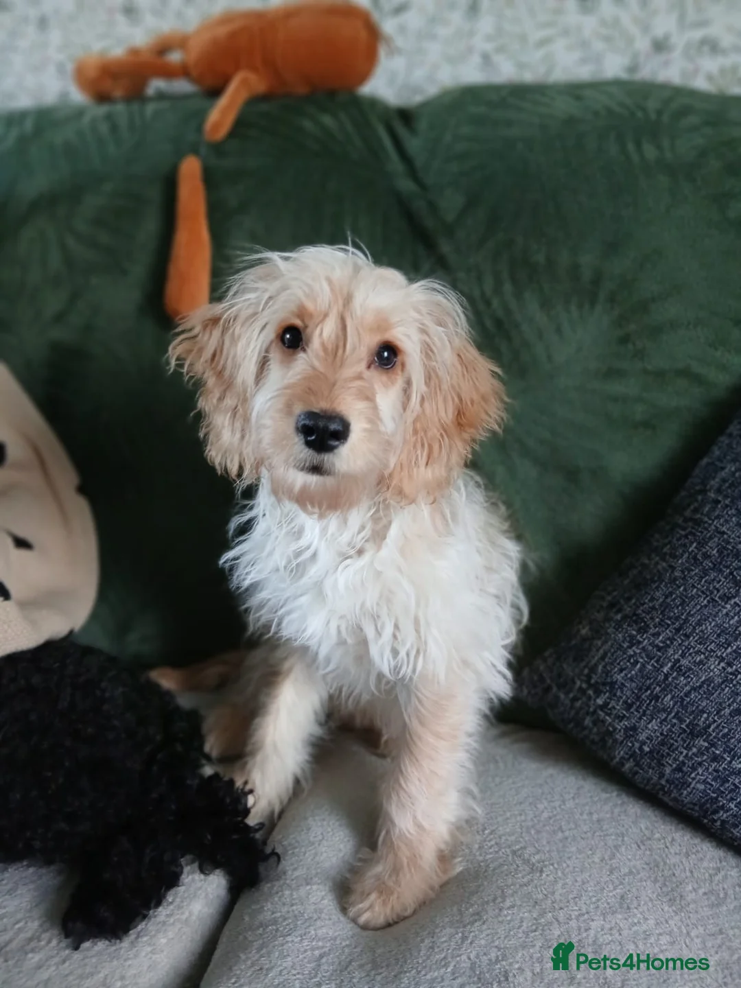 Cockapoo dogs for sale: Male cockapoo - Advert 2