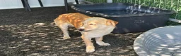 Mixed Breed dogs for adoption: Boba - Dereham Norfolk  in Dereham - Advert 6