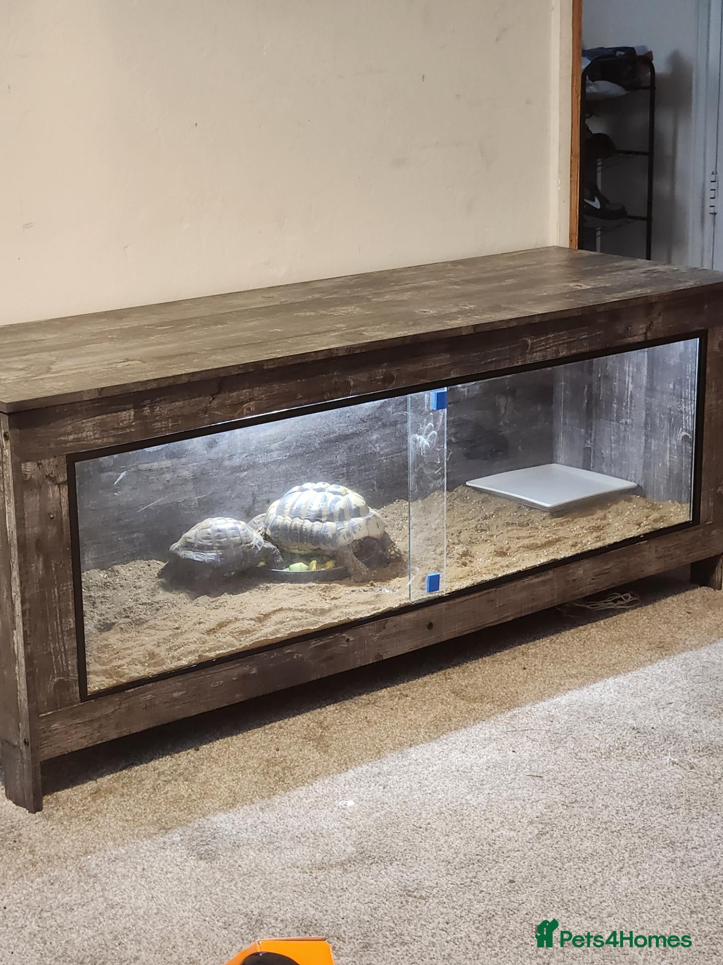 Tortoise reptiles for sale: Two tortoises for sale - Advert 3