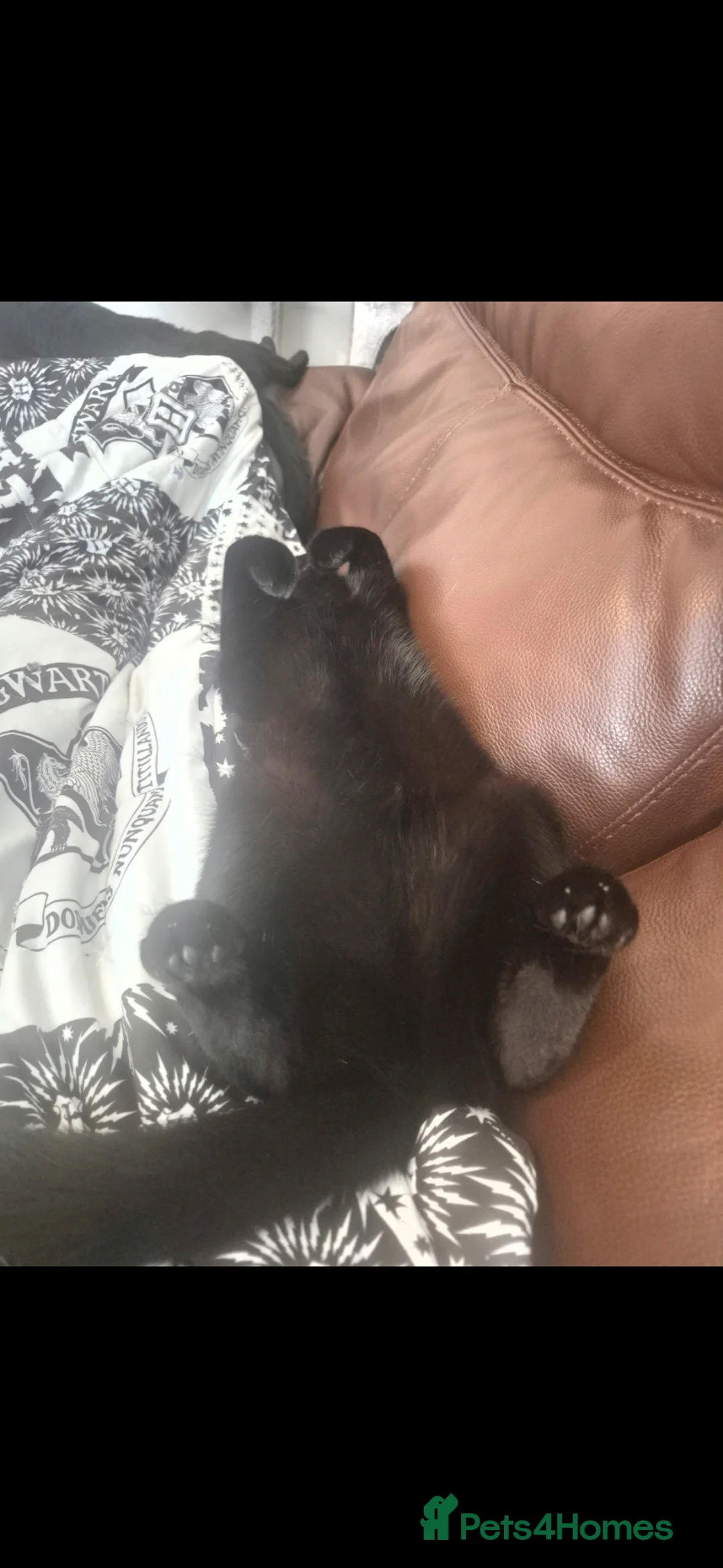 Mixed Breed cats for sale: Beautiful black female cat - Advert 2