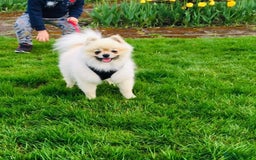 Pomeranian dogs for sale: Beautiful Full Pedigree Pomeranians - Image 12