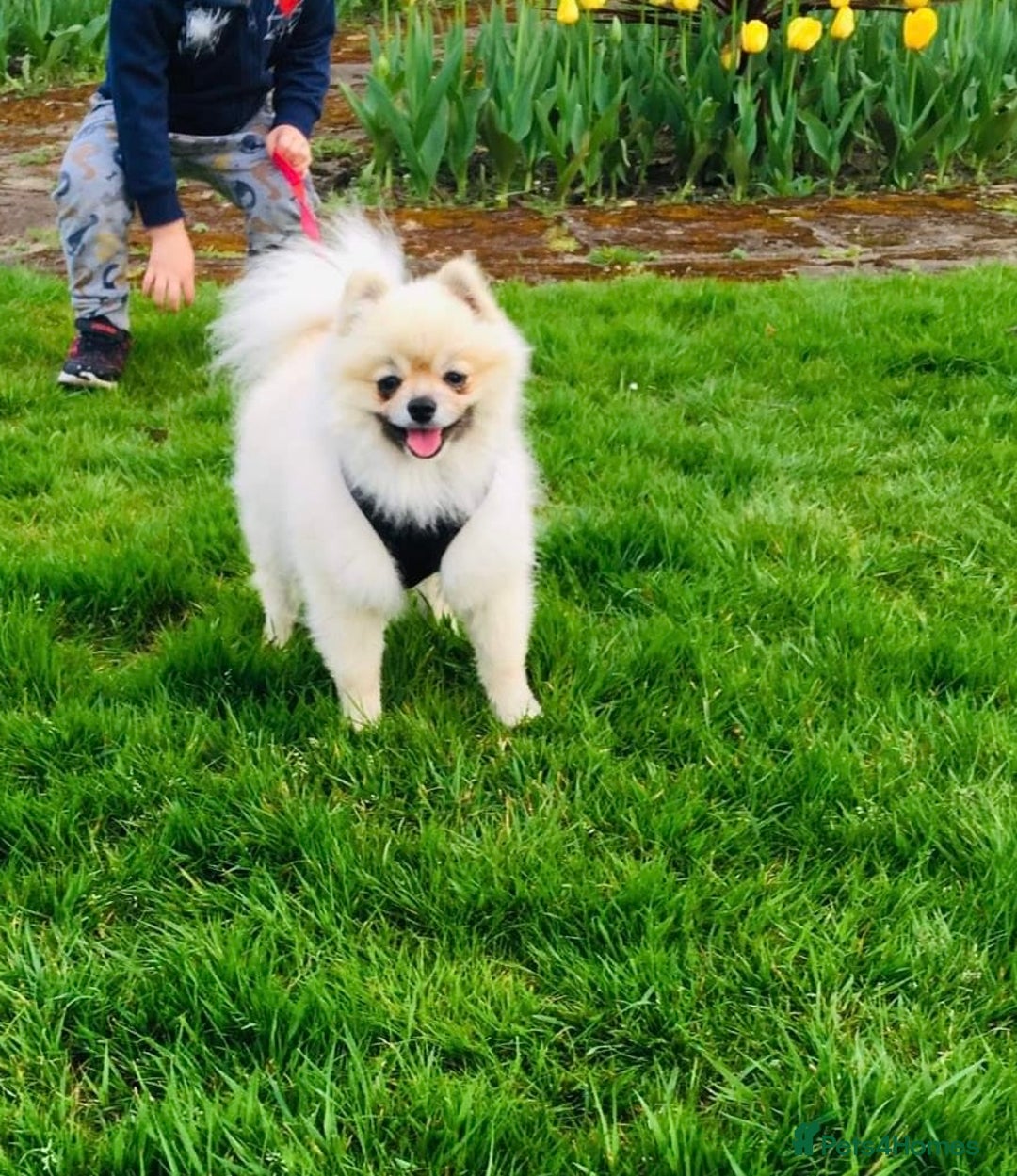 Pomeranian dogs for sale: Beautiful Full Pedigree Pomeranians - Image 12
