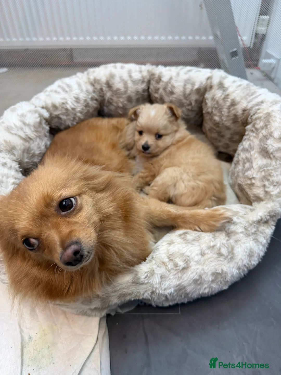 Pomeranian dogs for sale: Adorable puppies - Advert 2