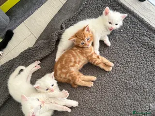 Turkish Angora cats 4 Adorable Kittens - Advert 2